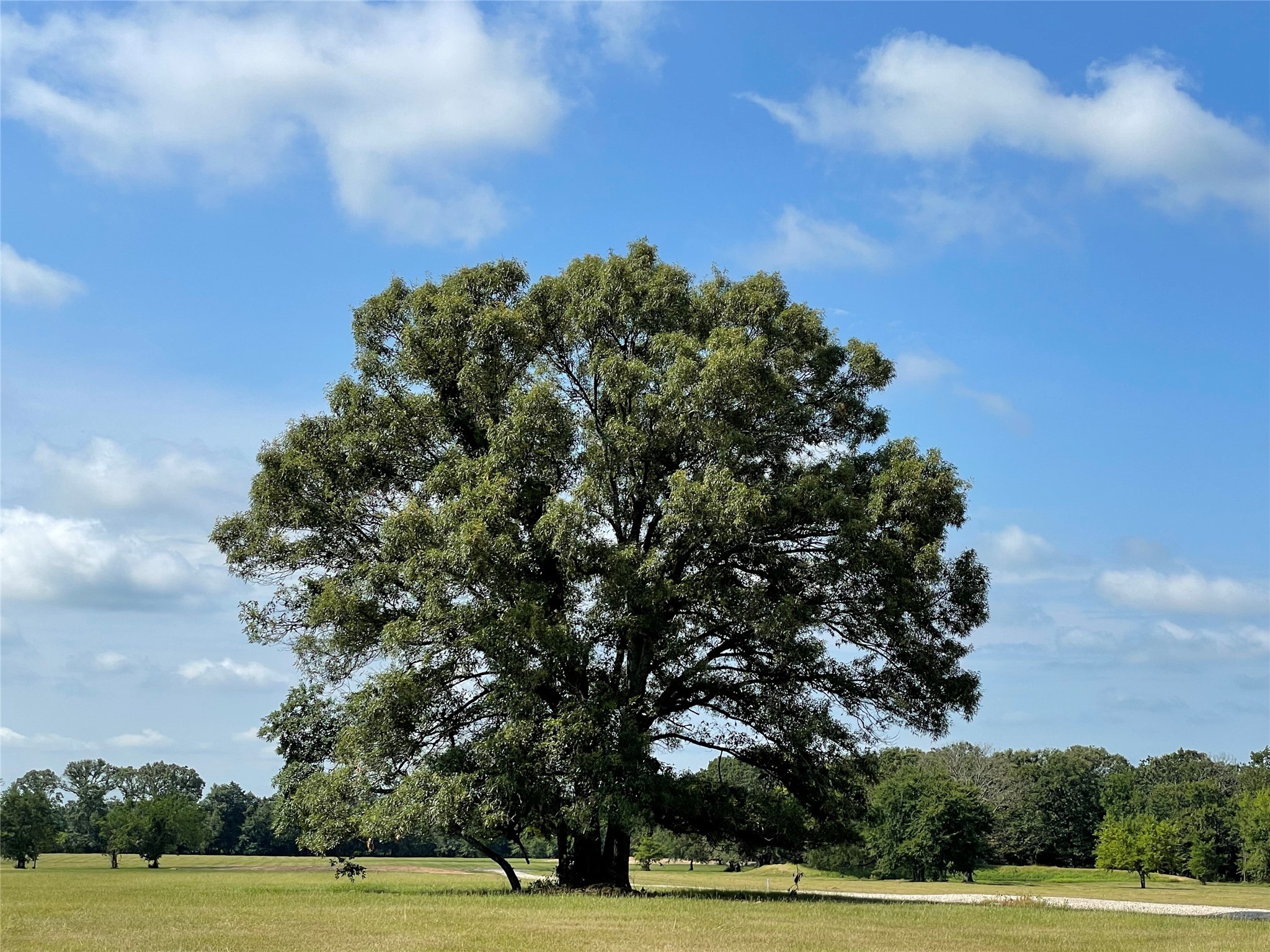 lot 5 rains county road 2420, alba,  TX 75410