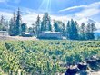  dinsmore,  CA 95526