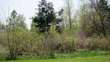  mount pleasant,  MI 48858
