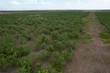 75+/- ac hwy 6, lueders,  TX 79533