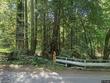  felton,  CA 95018