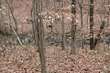 lot 9 quail run, cullman,  AL 35057