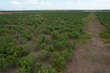 100+/- ac tbd hwy 6, lueders,  TX 79533