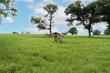 000 aztec lane, new ulm,  TX 78950