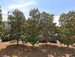 200 co rd 96, crane hill,  AL 35053