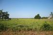 tbd hwy 36 highway, wallis,  TX 77485