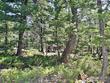 257 jicarilla trl, red feather lakes,  CO 80545