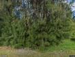  zolfo springs,  FL 33890