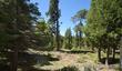  shaver lake,  CA 93664