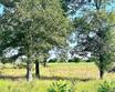 0000 hwy 69, emory,  TX 75440